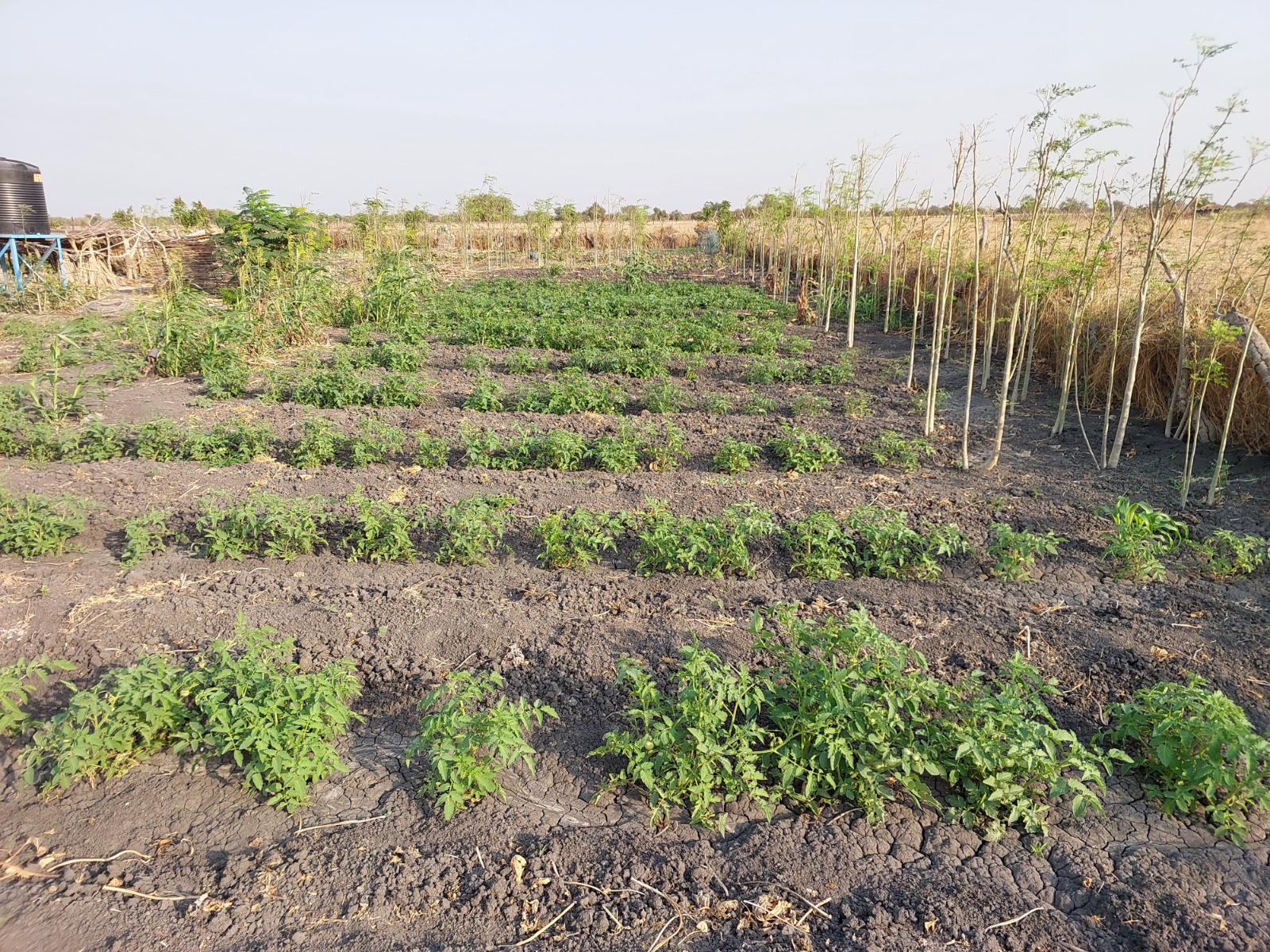 Agriculture